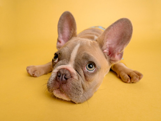 Prodotti per Cani